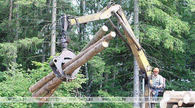 Беларусь вводит на полгода лицензирование экспорта отдельных видов лесоматериалов за пределы ЕАЭС