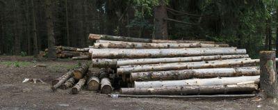 Фіктивні підприємці вивезли тисячі кубометрів чернігівського лісу у Туреччину та Пакистан
