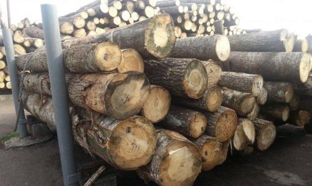 Митники та лісники піймалися на відправленні контрабандою ешелонів лісу до ЄС