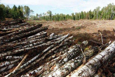У Порошенко объяснили ветирование закона о вырубке лесов