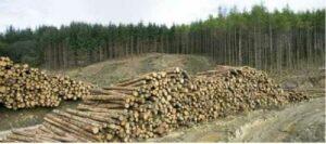 Уничтожение леса. Как ЕС стимулирует украинскую коррупцию
