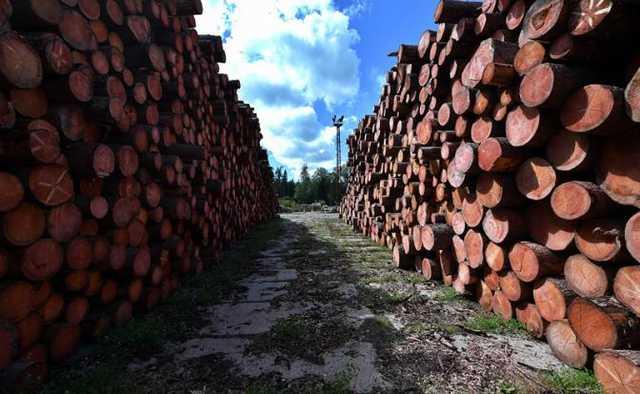 Контрабанда на государственном уровне: из Украины под видом дров в Европу вывозят украинский лес