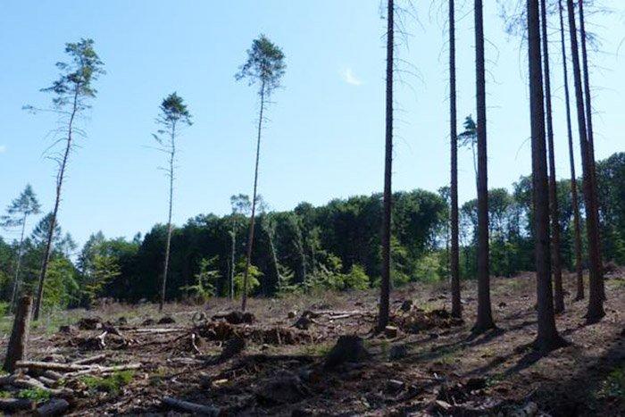 Зміна клімату: в Німеччині гинуть ліси