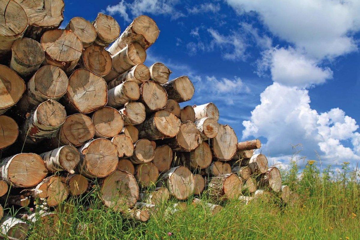 Експортовану в Європу під виглядом дров українську деревину використовують не за призначенням, — ЗМІ