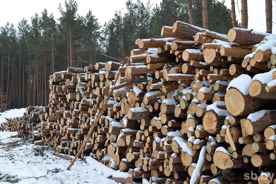 В Беларуси населению станет проще заготавливать дрова