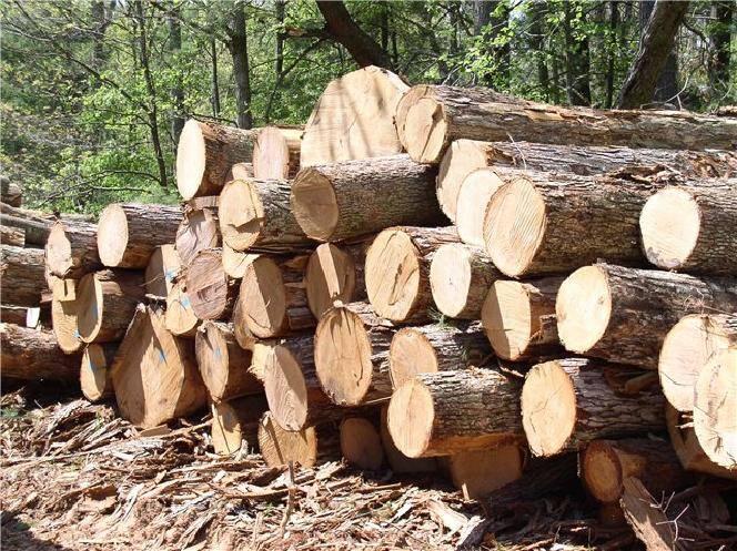 Лесхозы Беларуси увеличили переработку леса на 13%, экспорт лесоматериалов – на 8%