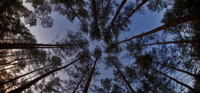 You are currently viewing Дело — дрова: на Херсонщине на вырубку сухостоя даже лесхоз не имеет права
