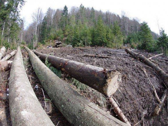Правительство создаст группы для аудита вырубки лесов