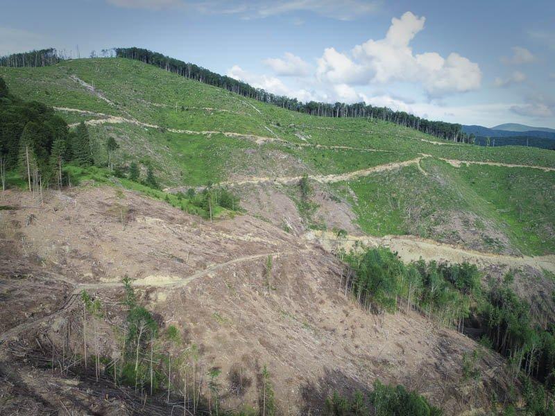 WWF подав скаргу до Федеральної служби лісів через імпорт нелегальної деревини з України