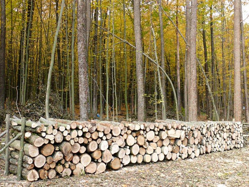 Держлісгоспи Вінниччини у 2018 році реалізували понад 244 тисяч кубометрів дров паливних