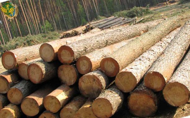 В області обстежили роботу лісопильних об`єктів