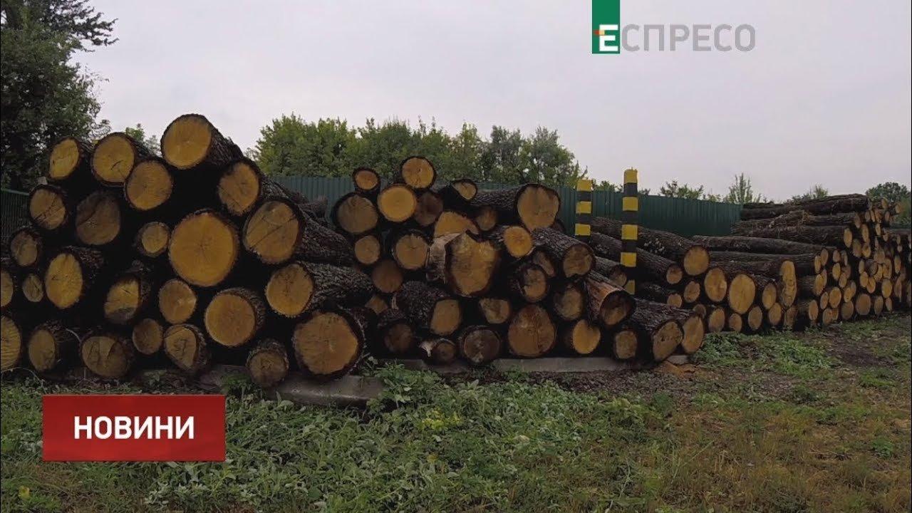 Предприятия Минобороны обязали ввести электронный учет древесины