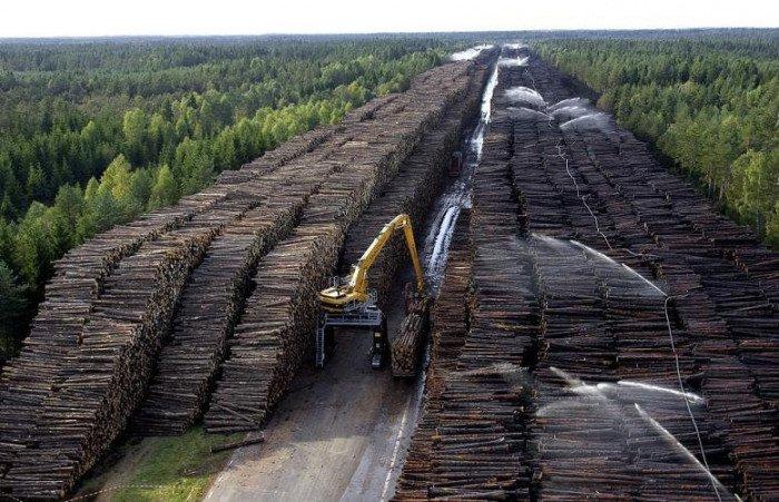 Почти весь лесной бизнес Сибири принадлежит китайцам