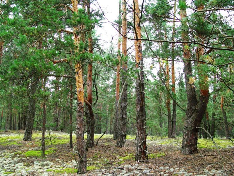 На Верховинщині обговорили регулювання податку на лісові землі