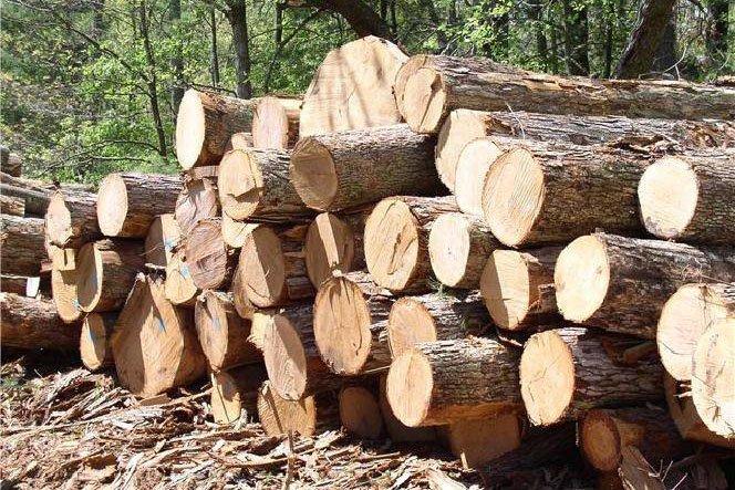 В Беларуси планируется изменить порядок реализации древесины