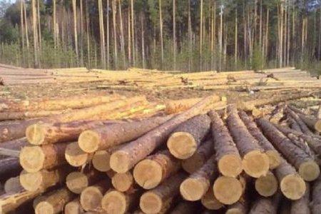 Эстония: резкое падение цен на пиловочник