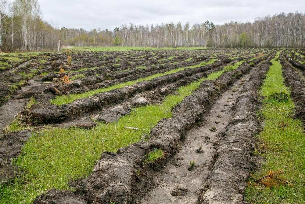 Частное лесное хозяйство решит многие проблемы лесного сектора