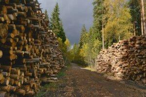 В сентябре 2019 г. Финляндия сократила заготовку древесины на 3%