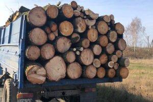 На Житомирщине разоблачили масштабную схему хищения леса для экспорта