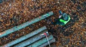 Новые правила продажи древесины в государственных лесах Польши