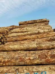 Китай: импорт хвойной древесины в круглом виде