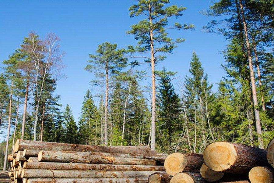 В январе-сентябре 2019 г. продажи Mellanskog выросли на 14,9%