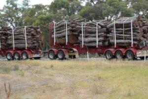 Виктория прекратит вырубку местных лесов