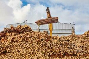 Экспорт круглого леса упал на 15%