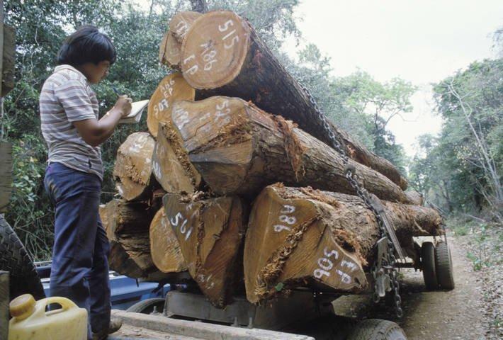 Производство древесной продукции достигло в мире наивысшего уровня роста за последние 70 лет — ФАО