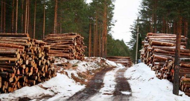 На Рівненщині ліс продали через аукціон