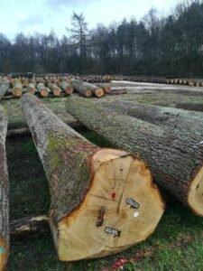 Польша: Результаты аукциона ценной древесины в Радоме