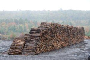 В Германии ожидается 68,6 млн. м3 поврежденной древесины