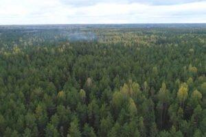 Кировские власти не хотят отдавать лес крупному бизнесу