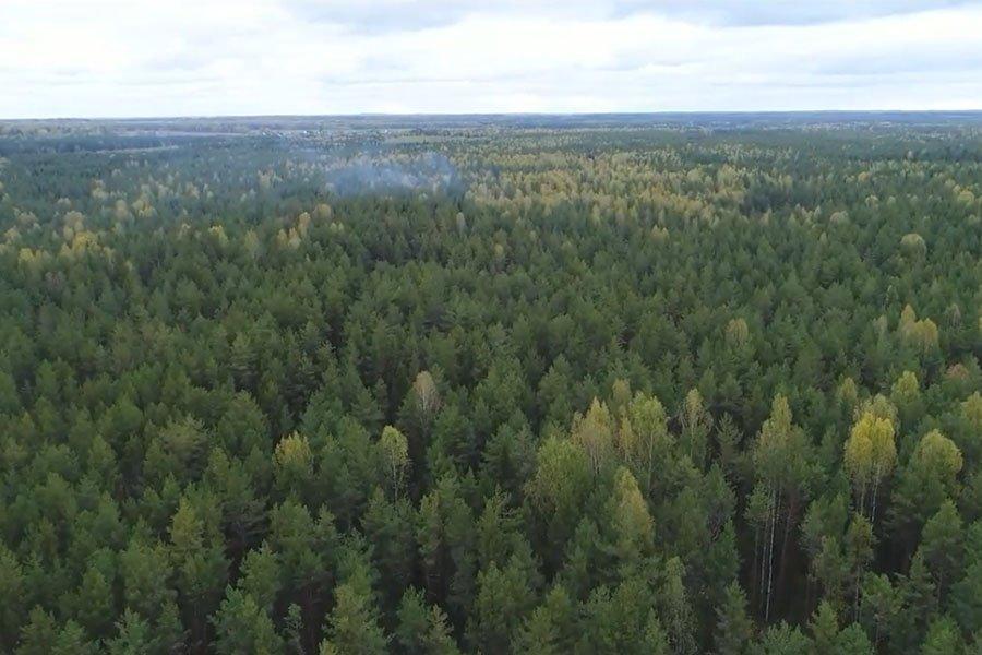 Кировские власти не хотят отдавать лес крупному бизнесу