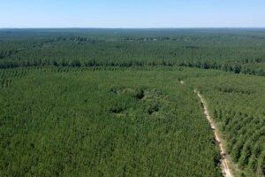 Molpus Woodlands Group приобрела 35 тыс. га леса на юге США