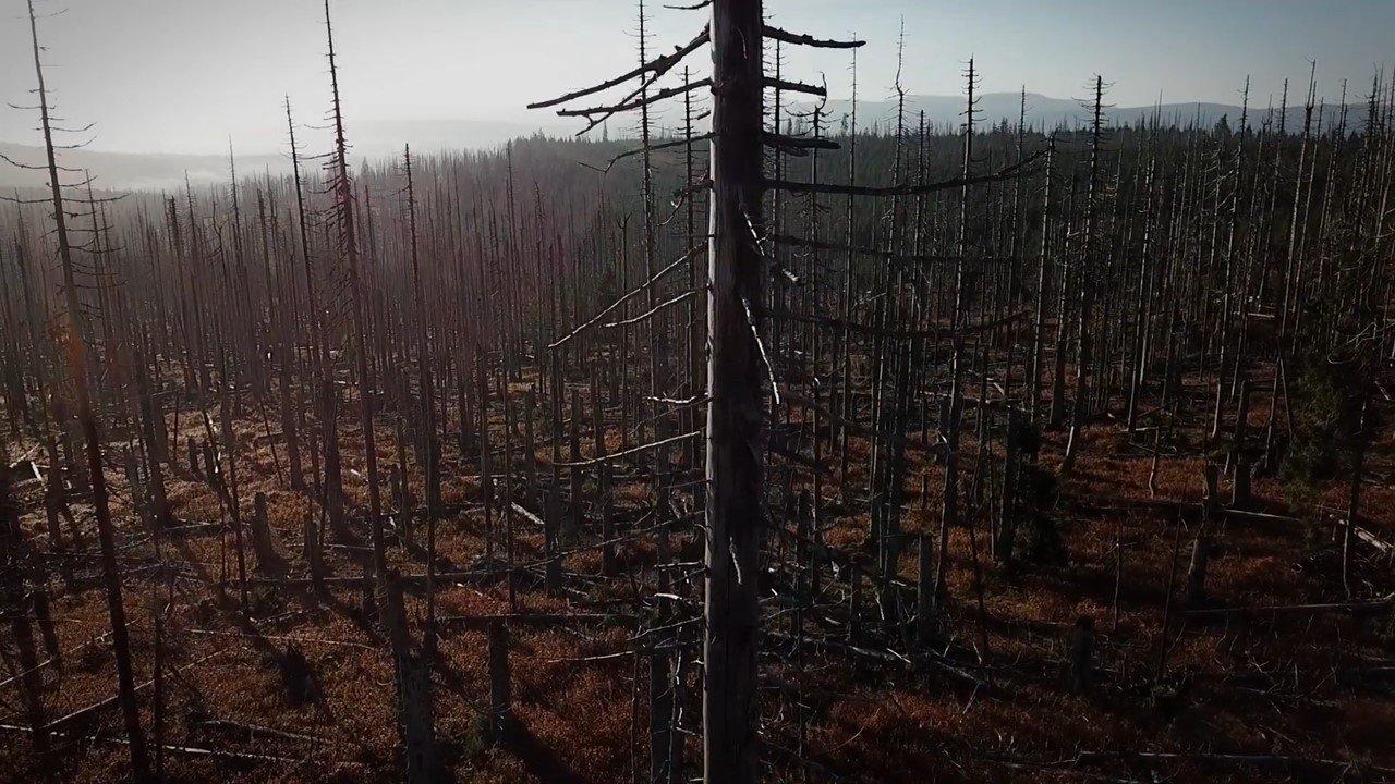 Лес без границ (видео)
