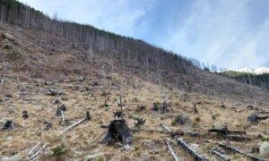 Насилие усиливается, по мере того как правительство Румынии усиливает давление на лесную мафию