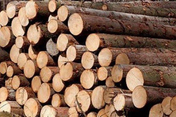 Китайский рынок круглого леса серьезно пострадал от кризиса с короедами в Европе