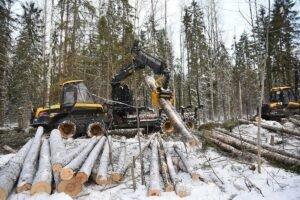 Дальний Восток России: огромные запасы древесины недостаточно освоены