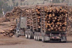 Многочисленные проблемы усугубляют кризис лесной промышленности в Британской Колумбии