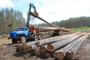 В Украине появится онлайн-карта вырубки леса