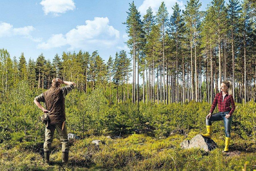 В 2019 г. в Финляндии объем торгов древесиной, заготовленной внутри страны, снизился на 29%