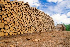 Китай, похоже, окончательно решает проблему нелегальной древесины и лесозаготовок