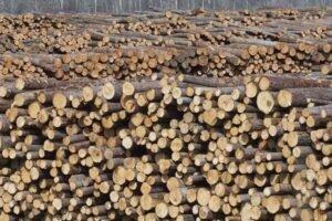 Вырубка леса в Норвегии впервые превышает 11 млн м³