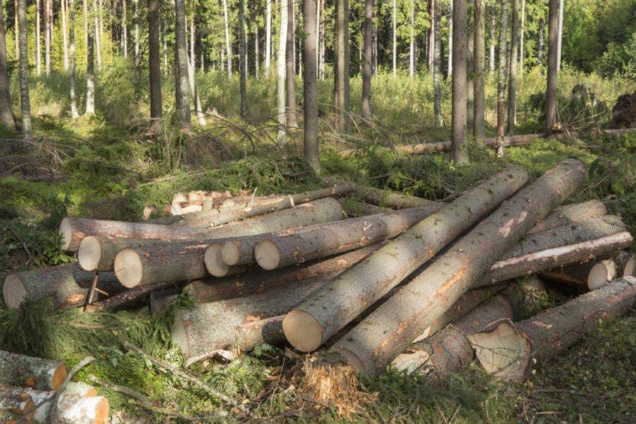 В декабре 2019 г. балансовая древесина в Финляндии подорожала на 4%