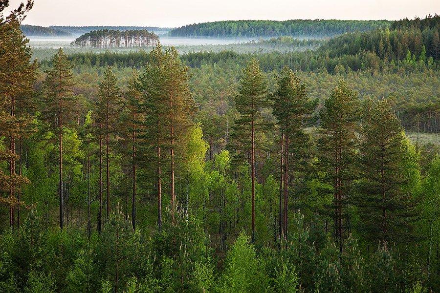 Лесопродукция, включенная в Европейское Зеленое соглашение