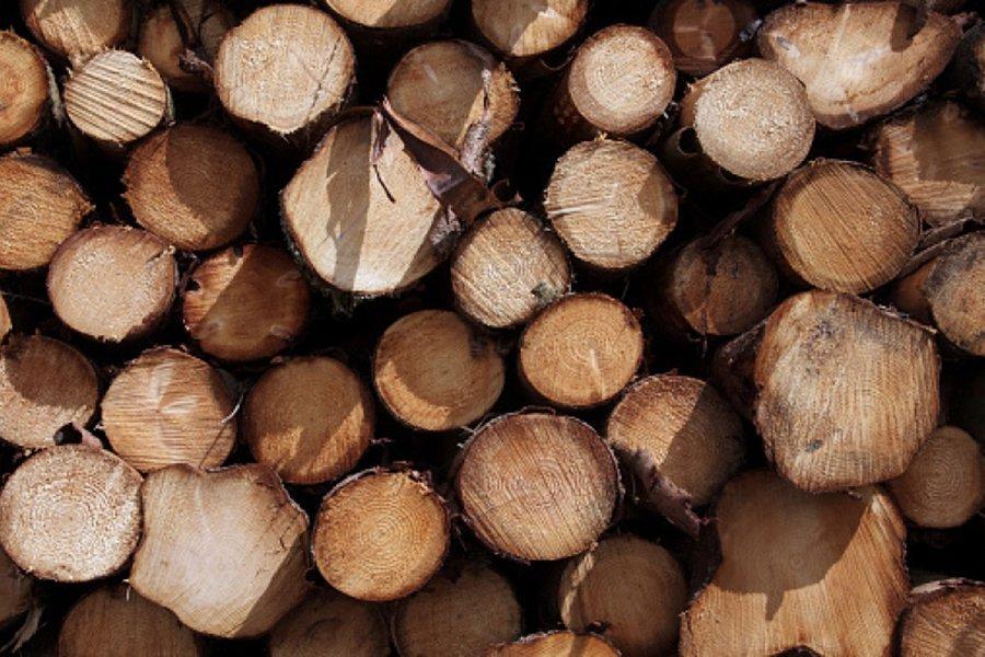 2020 год стал годом надежды для лесного сектора