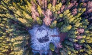 Эстония: Снижение объема рубки леса приведет к потере рабочих мест