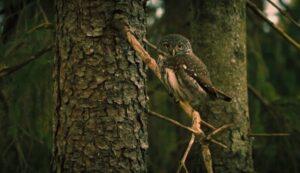 В управляемых лесах Германии увеличивается численность и разнообразие исчезающих видов птиц
