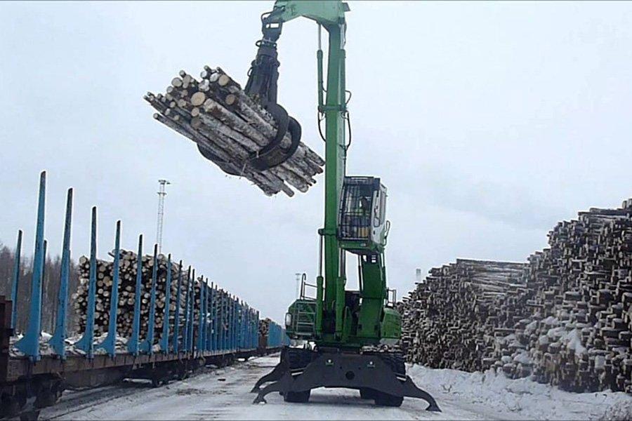 Лесозаготовка лиственной древесины выросла на 7%